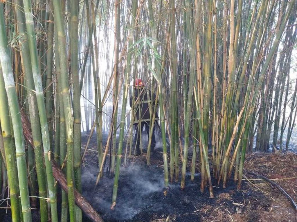 Un sector de cañaverales también ardió en las afueras de El Portal.