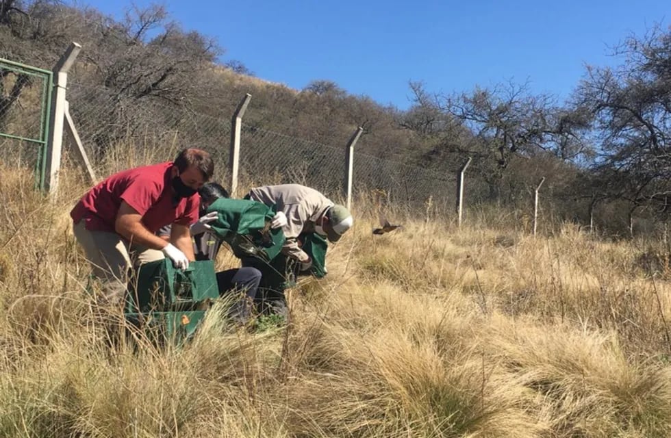 Personal de la Secretaría de Medio Ambiente y Parques liberó 41 aves canoras autóctonas y un quirquincho en la Quebrada Las Higueritas en Luján. Gentileza ANSL