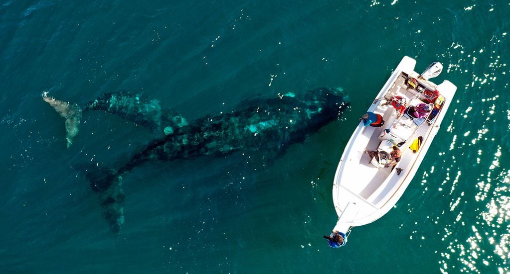 La playa El Doradillo, en Puerto Madryn, es ideal para ver ballenas.