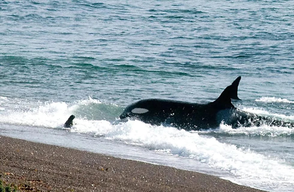 Un chubutense vio orcas en las costas de Rocas Coloradas y se metió al agua "para saludarlas"