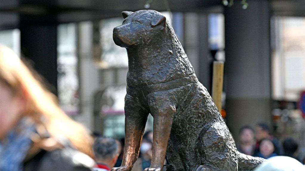 La estatua de Hachiko en la estación de Shibuya en Tokio. El mismo está en el lugar exacto donde el perro esperaba a su dueño.