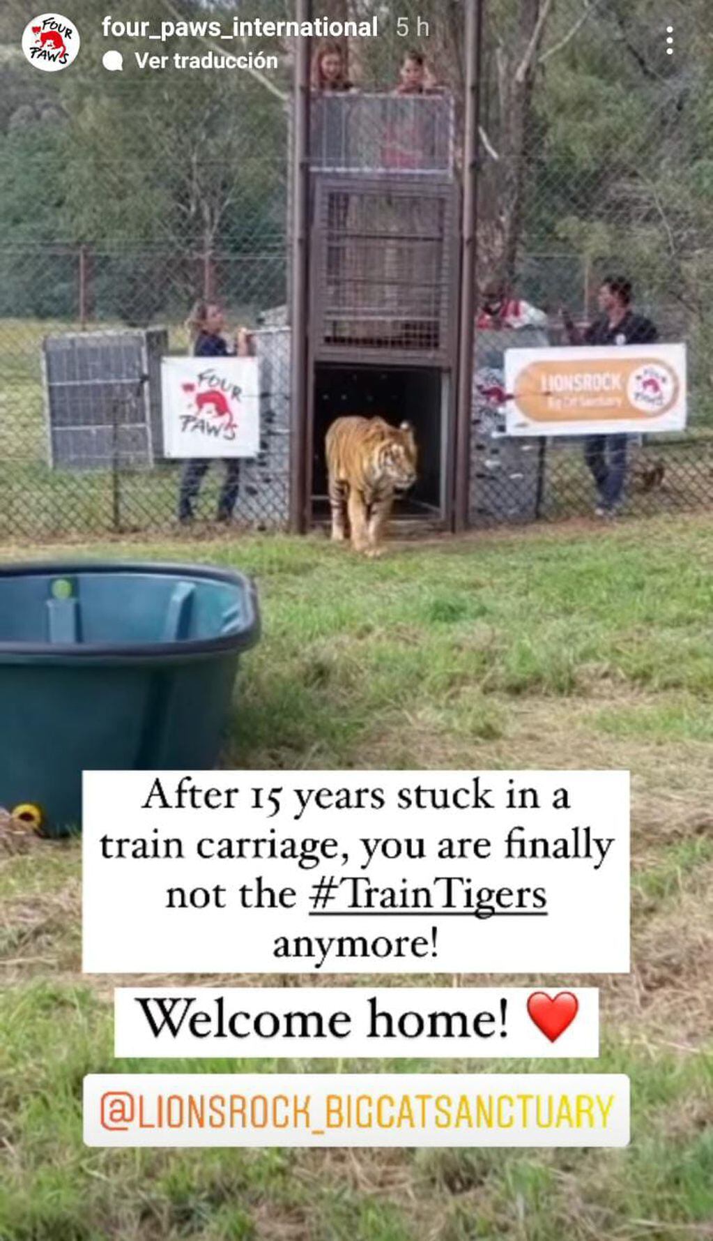 Traducción: "Tras 15 años atrapados en un vagón de tren, finalmente dejaron de ser los 'tigres del tren'... Bienvenidos a casa".