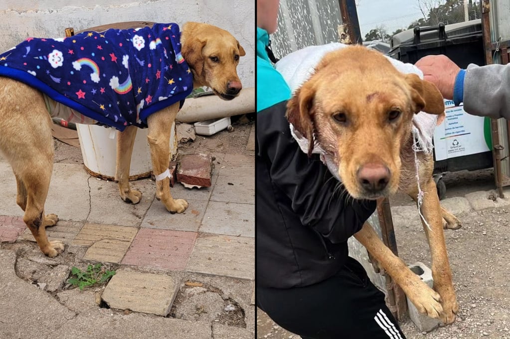 Esperanza, la perrita que encontraron despellejada en Córdoba, se recupera tras su operación. (Gentileza)