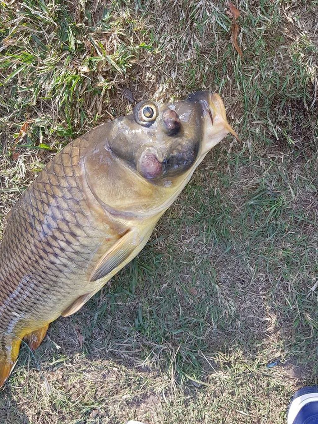 Carpa deforme pescada en el San Roque (Facebook La pesca mi terapia).