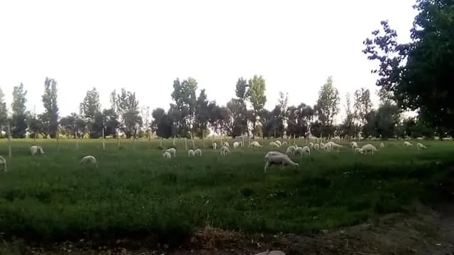 Una finca de San Juan sufrió un insólito robo: se llevaron 200 kg de salame, 80 de jamón y 12 corderos.