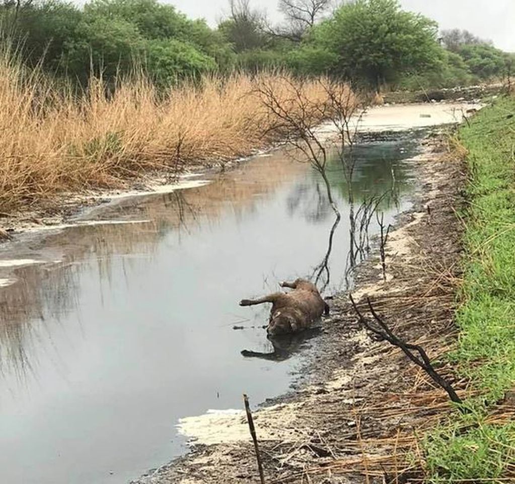 El río que esconde animales muertos, olor fétido y una ruta hundida