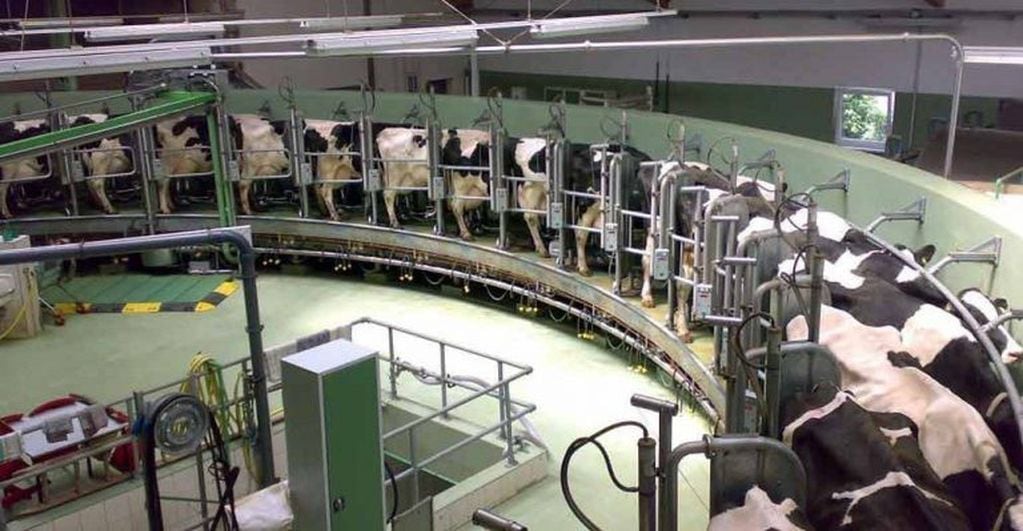 El tambo Güercio, que se encuentra en Corralitos, produce ochocientos litros de leche diariamente.