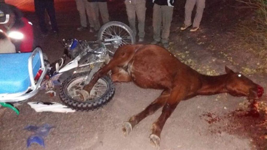 El caballo murió en el acto tras el brutal golpe. Los jóvenes están hospitalizados.