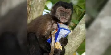 A través de una campaña, buscan concientizar sobre la no alimentación de los animales de la reserva en el Parque Nacional Iguazú