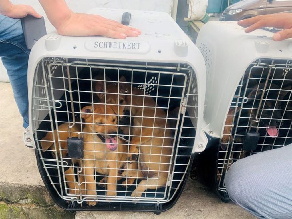 Perros rescatados. (REUTERS)