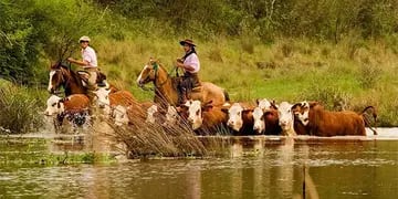 Alerta en La Paz por la crecida del río Paraná: productores ganaderos trasladan sus animales