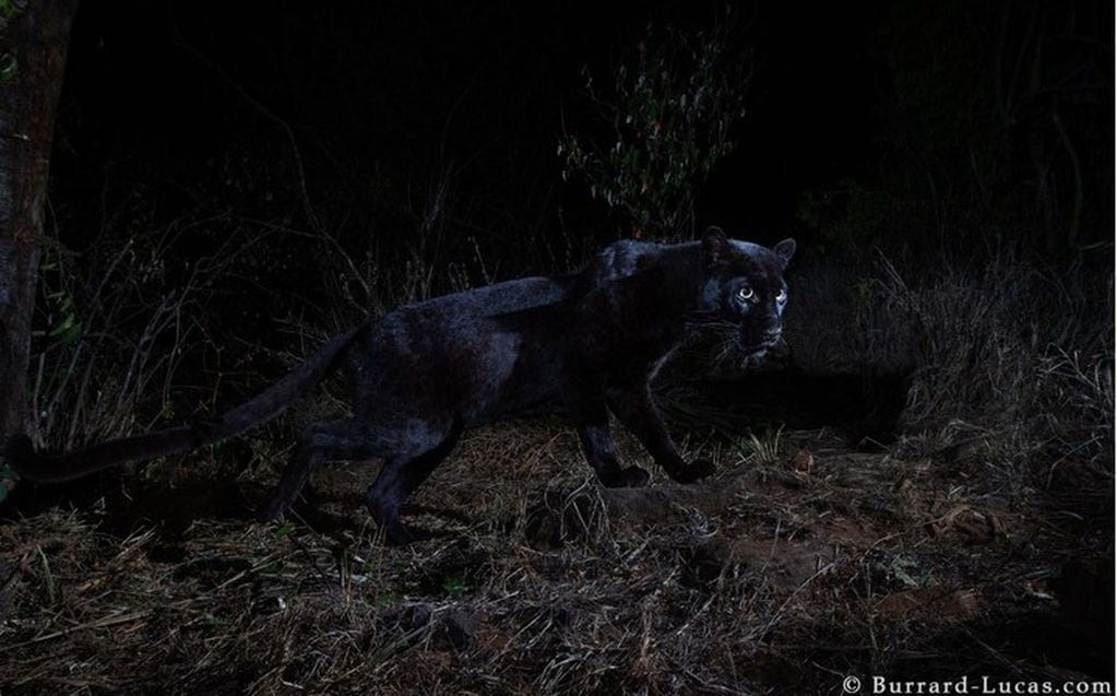 El leopardo negro. (crédito: burrard-lucas.com).