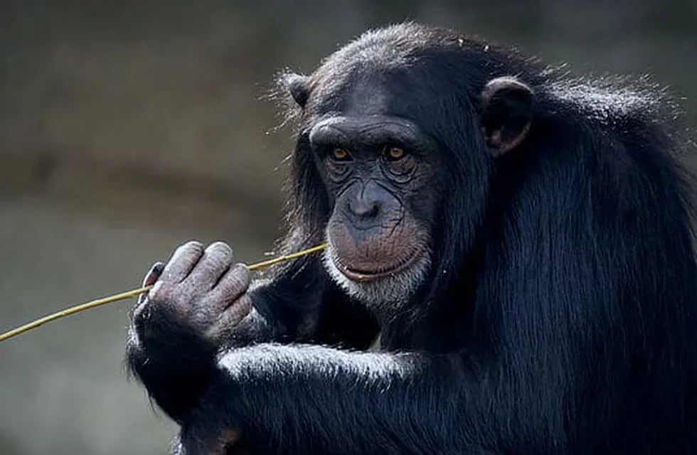 La reacción de esta chimpancé es digna de ser vista.