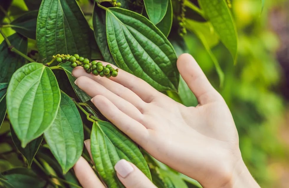 Hands of a young woman on a black pepper farm in Vietnam, Phu Quoc.