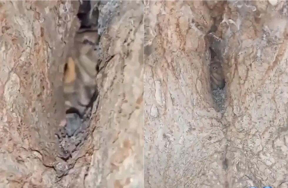 Córdoba: filmaron un supuesto duende en un árbol y se hizo viral