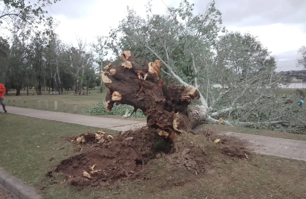 Carlos Paz. Un árbol se desplomó en la Costanera.