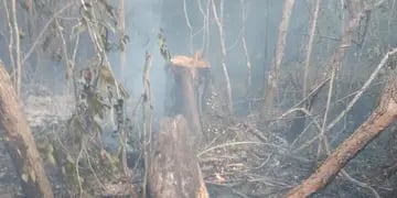 Debido a un incendio, se vislumbraron los estragos de la tala indiscriminada