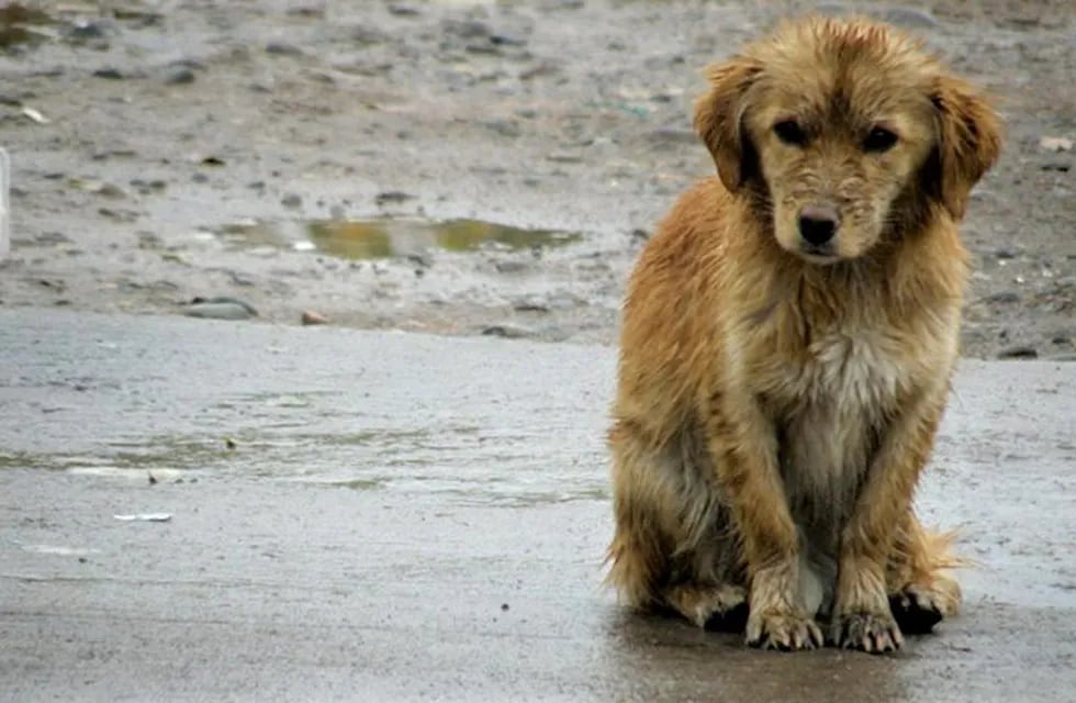 Los perros callejeros son los más afectados por el temporal en Comodoro.