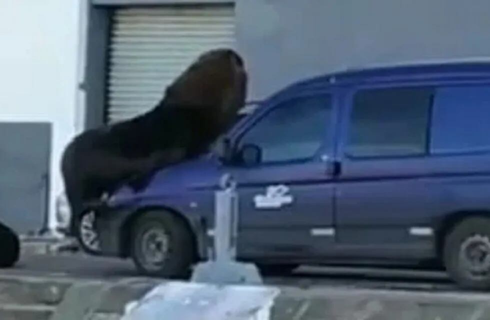 La naturaleza gana espacio en el Puerto de Mar del Plata: un lobo marino se subió a una camioneta (Foto: Captura de video)