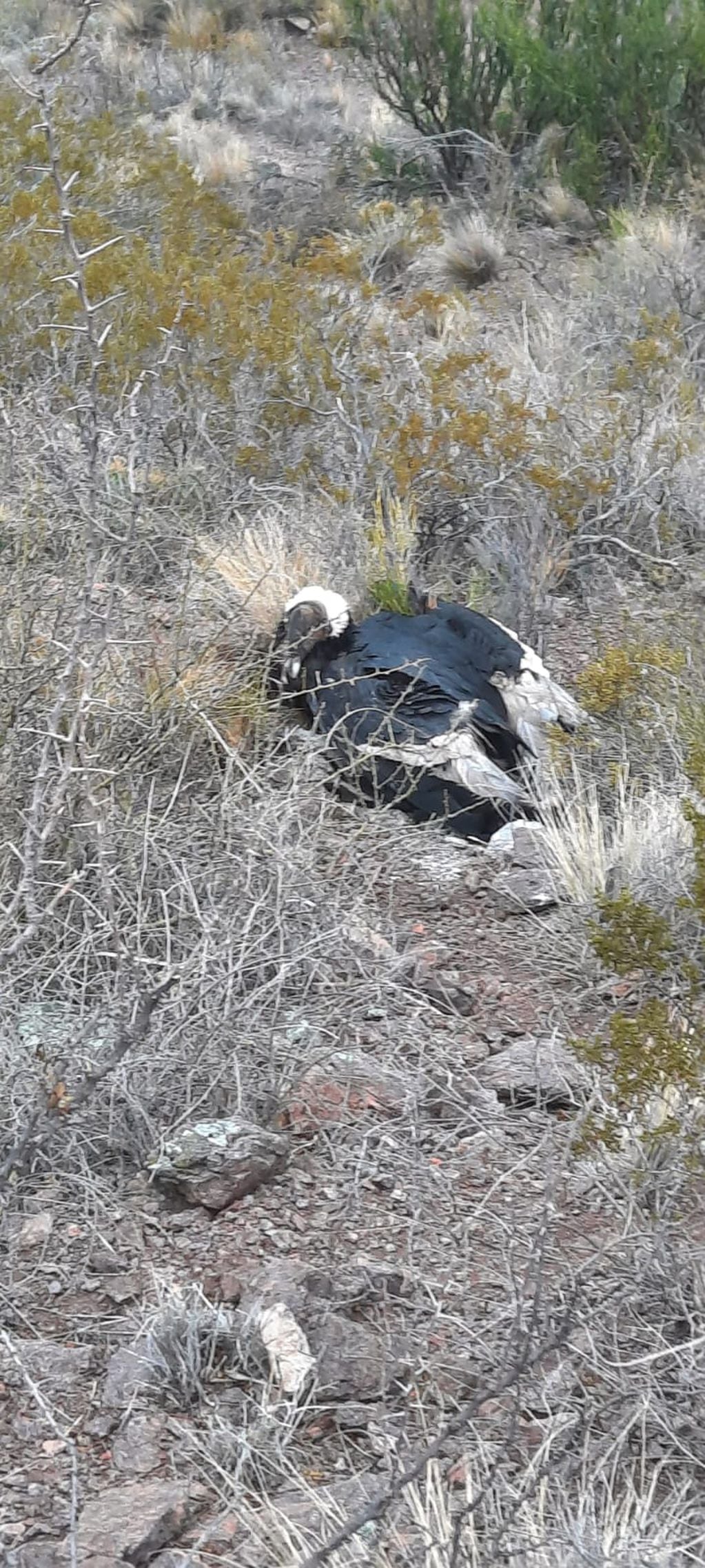Caminaban hacia una cascada en Potrerillos y encontraron a un cóndor en el suelo: así fue el rescate. Foto: Gentileza