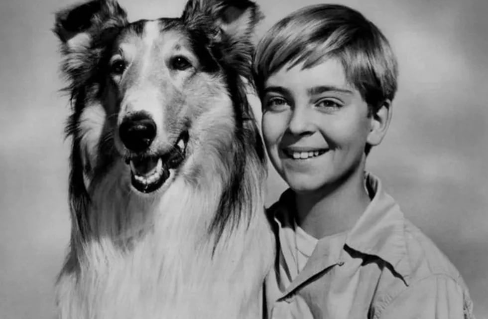 ¿Se habrá guiado Lassie solamente por el olfato para regresar a su hogar?