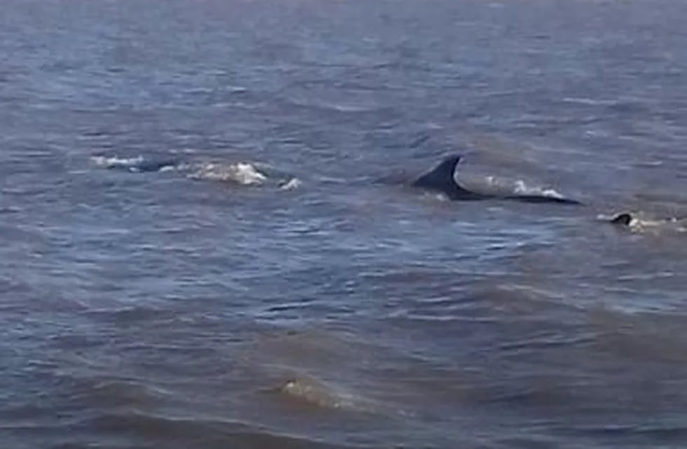Una ballena varada en Dock Sud.