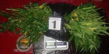 Leandro N. Alem: joven denuncio que le robaron sus plantas de marihuana