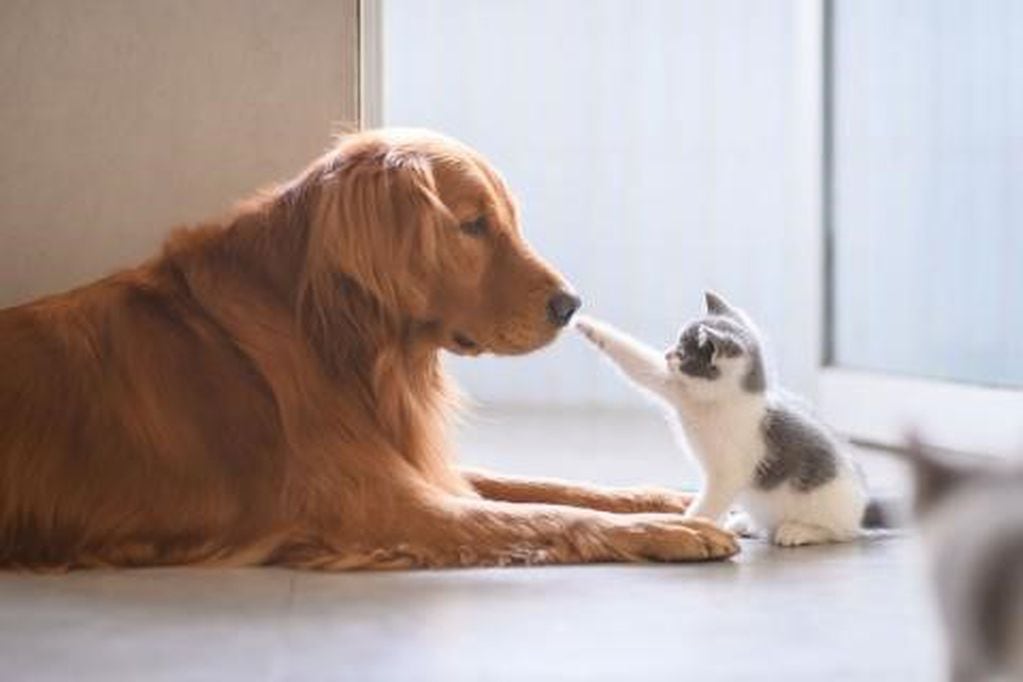 Los gatos y perros son diferentes en actitudes pero al final solo buscan amor, cuidado y compresión. (web)