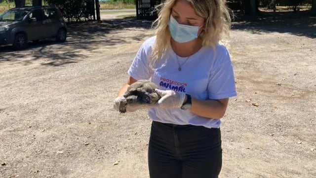 Rescatan un ejemplar de tortuga de tierra amenazada por el comercio ilegal