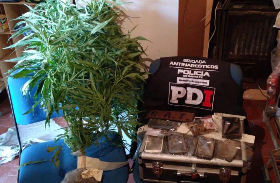 Las fuerzas provinciales incautaron plantas de marihuana en el marco de la pesquisa. (@minsegsf)
