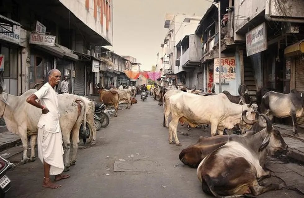 Un argentino murió atacado por un toro en la India
