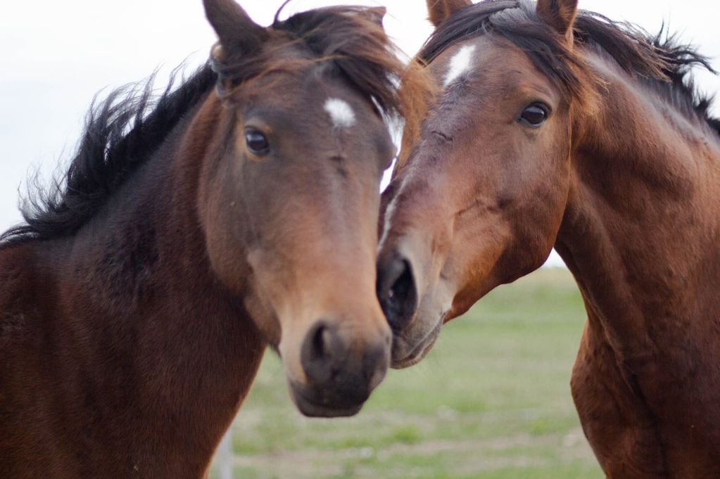 Los caballos son rehabilitados en un predio hasta su posible adopción.
