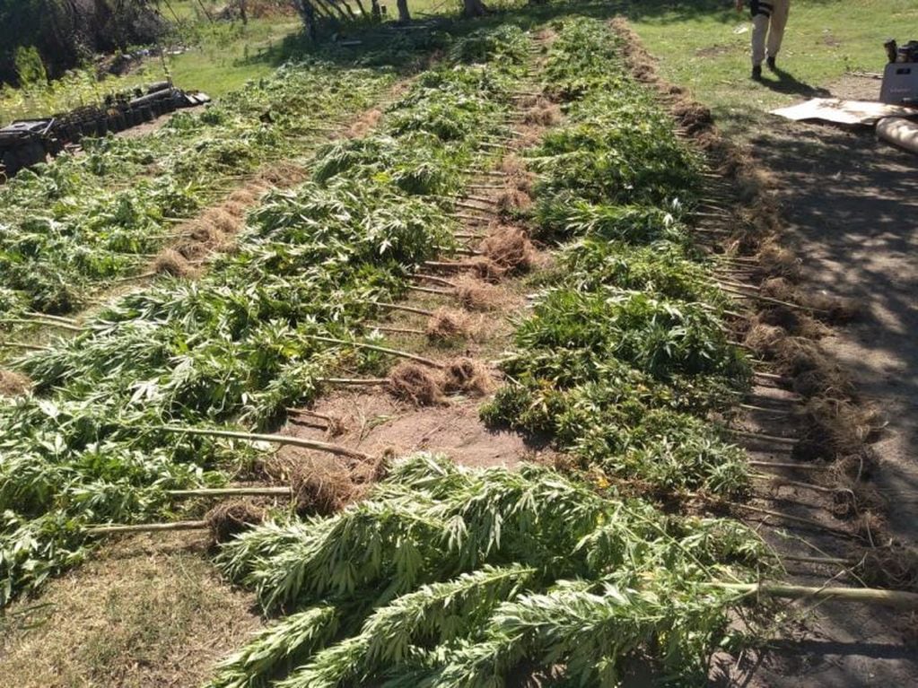 Desmantelan una plantación de marihuana valuada en $15 millones y detienen al dueño del campo