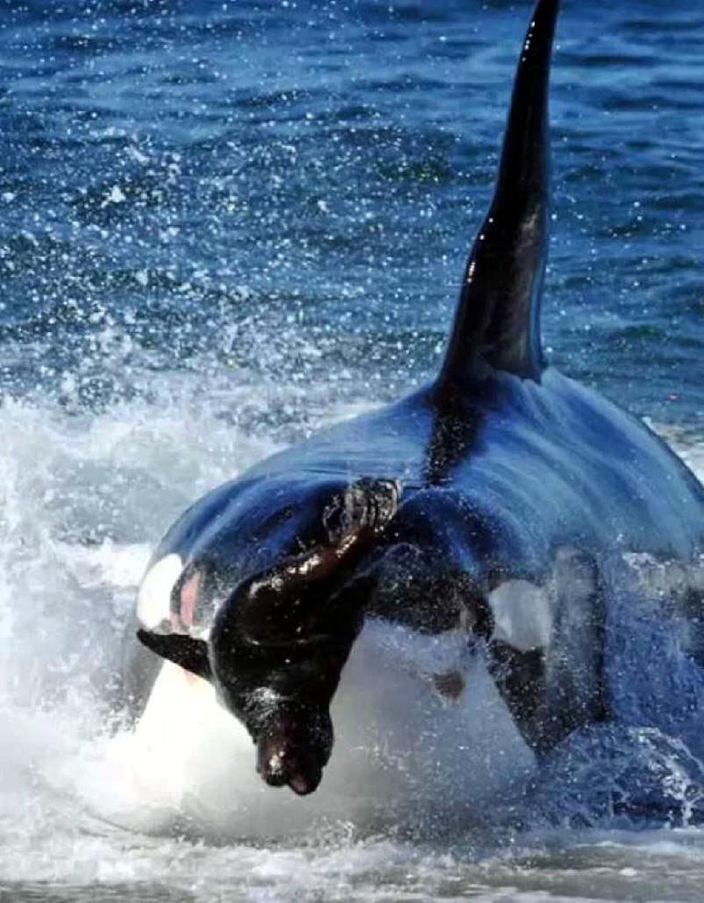 Se duplicó la cantidad de orcas que llegan a la costa de Chubut