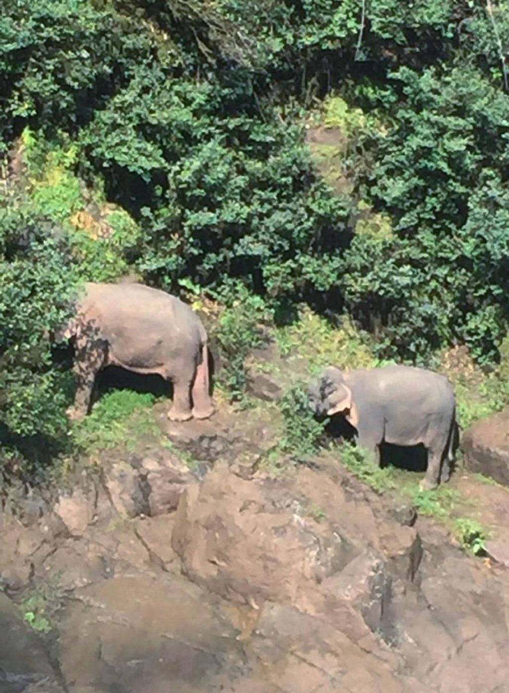 Ya son once los elefantes que murieron por caer en una cascada tailandesa.