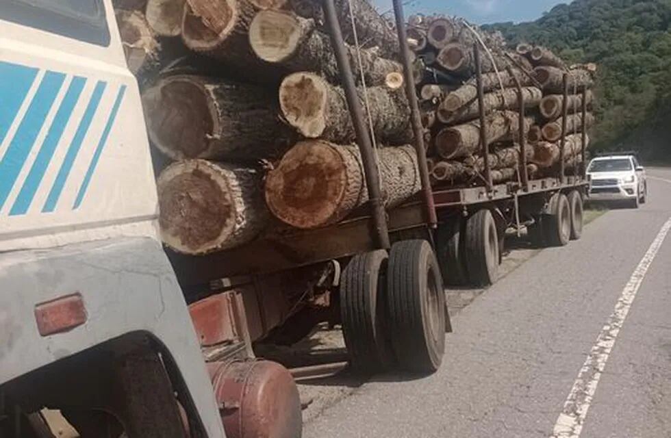 La carga era fruto de la tala ilegal de bosques.