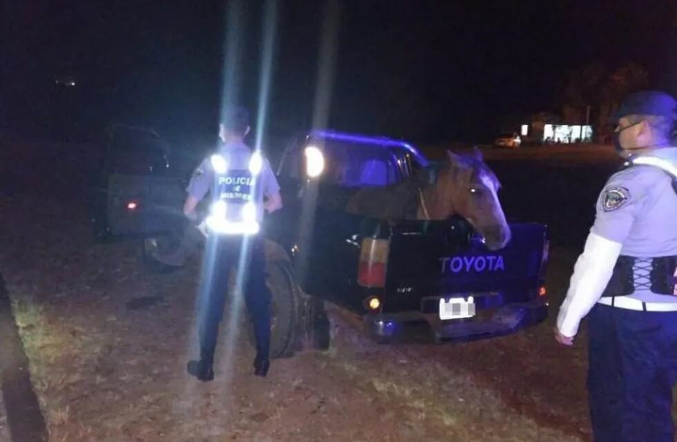 Un caballo en la caja de una camioneta Toyota durante la cuarentena. Su dueño fue detenido en Itacaruaré por manejer borracho. (Policía de Misiones)