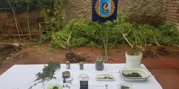 Detenido Policía Federal con plantas de marihuana