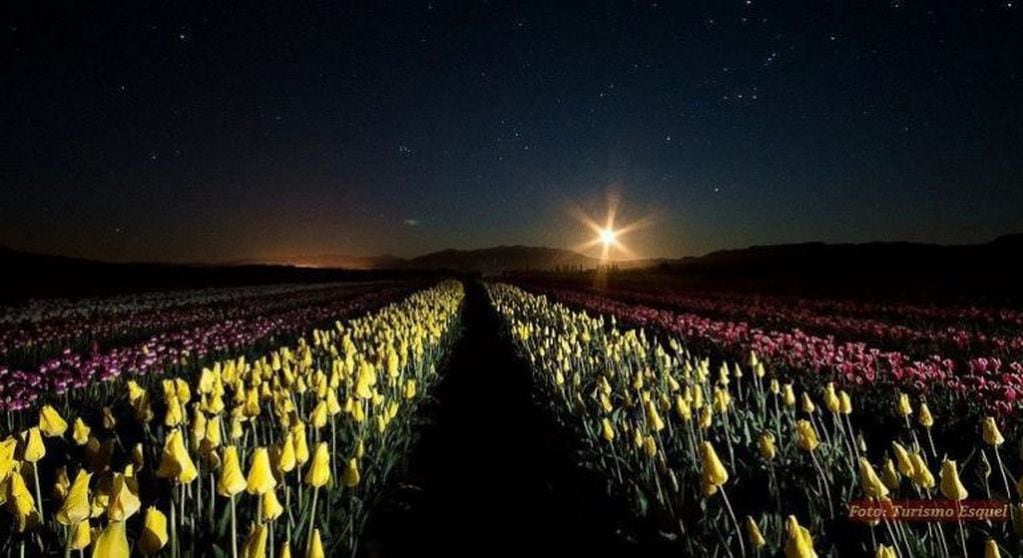 La belleza de los tulipanes de noche.