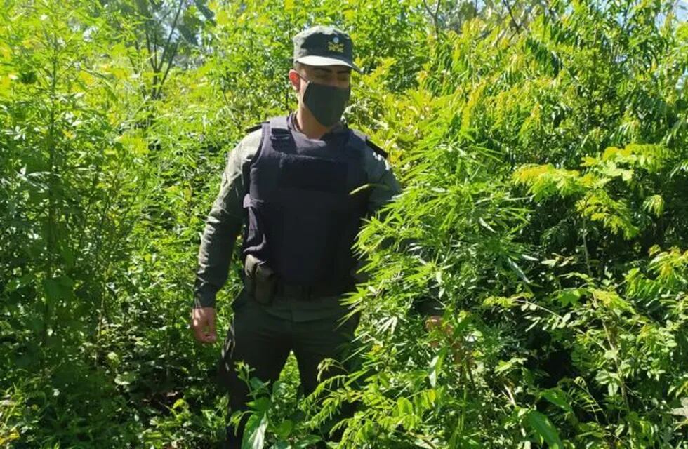 Incautan una plantación de marihuana en Paraje Gramado.