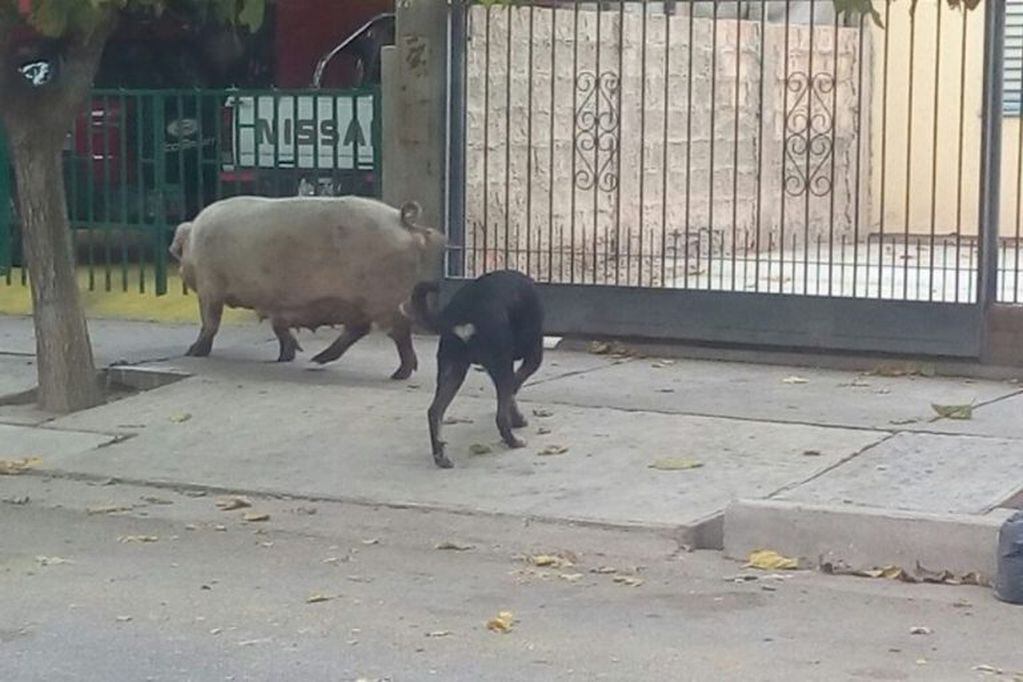 El cerdo que generó pánico en el barrio Área 2 de Caucete.