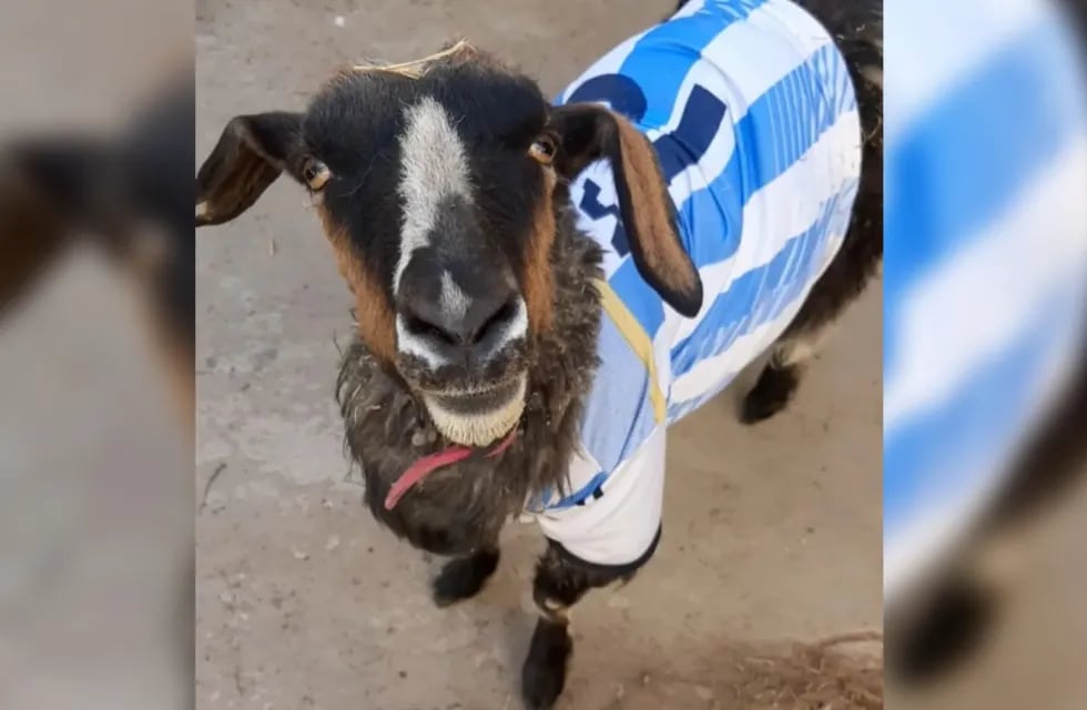 Conocé la historia de Vilma, la cabra neuquina: es tiktoker y buscan que sea la mascota de la Selección Argentina