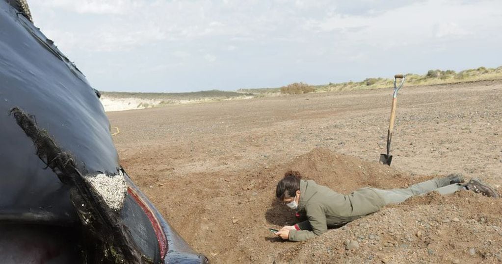 Una investigadora identifió a la ballena en las costas de Península Valdés.