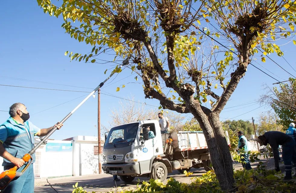 La Municipalidad de la Ciudad de Mendoza continuará con los trabajos de desrame del arbolado de los paseos y calles de la Capital. Gentileza MCM