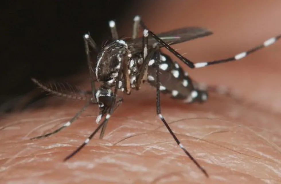 Aseguran que el mosquito del dengue mutó para sobrevivir al frío