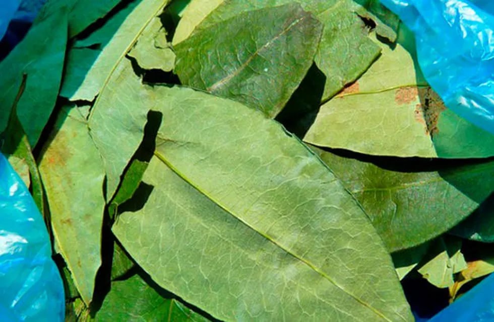 Las hojas de coca, utilizadas en el norte de nuestro país para coquear, en su clásica bolsita. (Web)