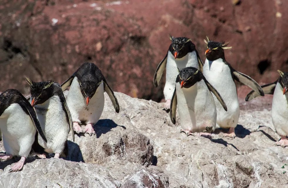 Encontaron 138 pingüinos muertos en las costas de Santa Cruz.