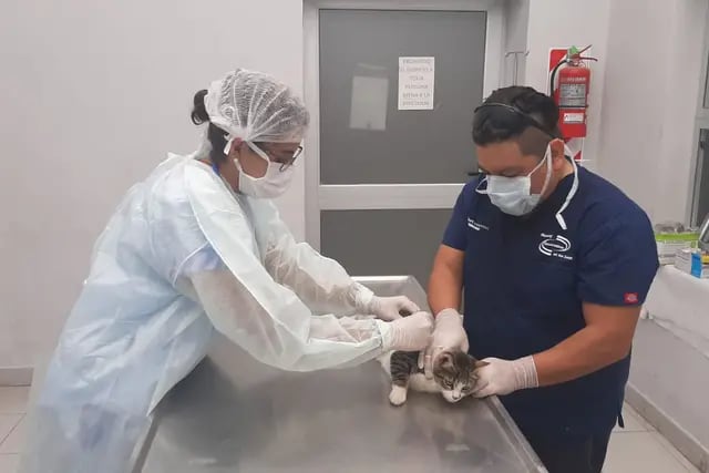 El Hospital de Salud Animal estrena una nueva modalidad para acceder a turnos este viernes