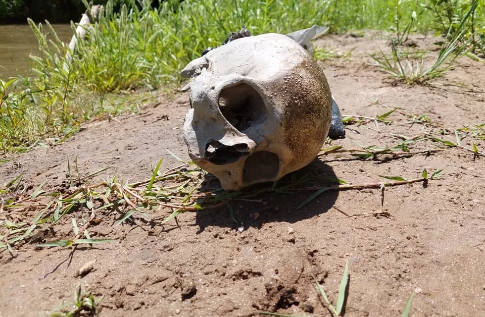 El cráneo humano fue encontrado a la vera del río Ctalamochita, en Villa María.