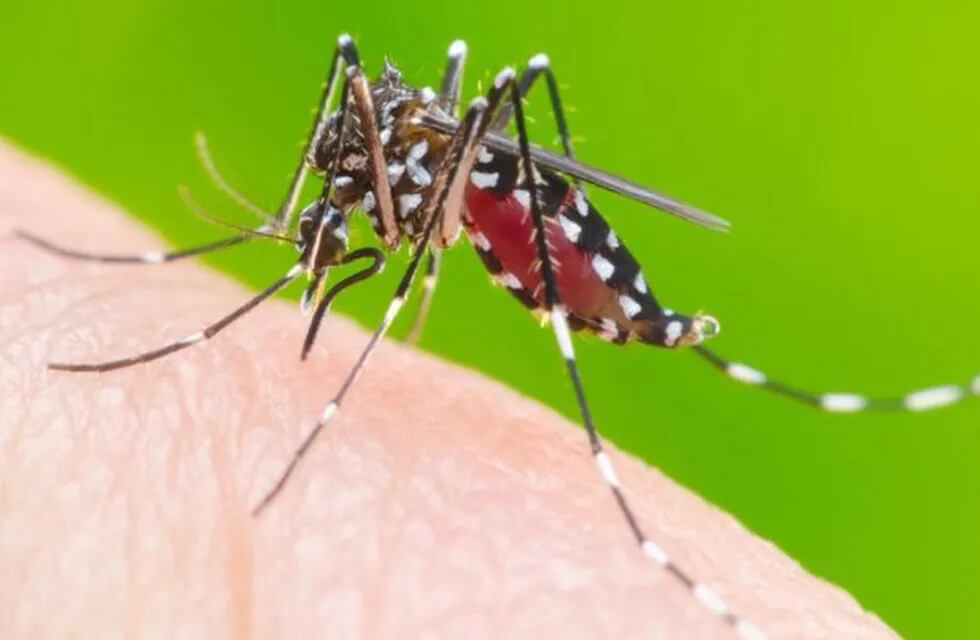 Aedes aegypti, el mosquito transmisor del dengue, entre otras enfermedades.